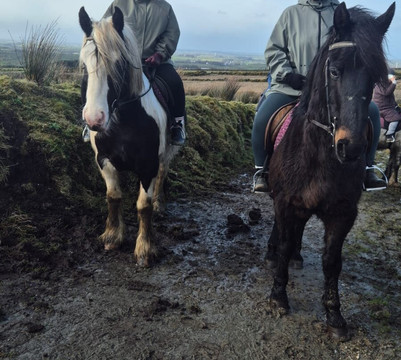 Sheans Horse Farm-Armoy必去景点