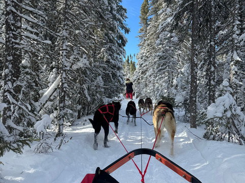 Chilly Dogs Sled Dog Trips-伊利必去景点