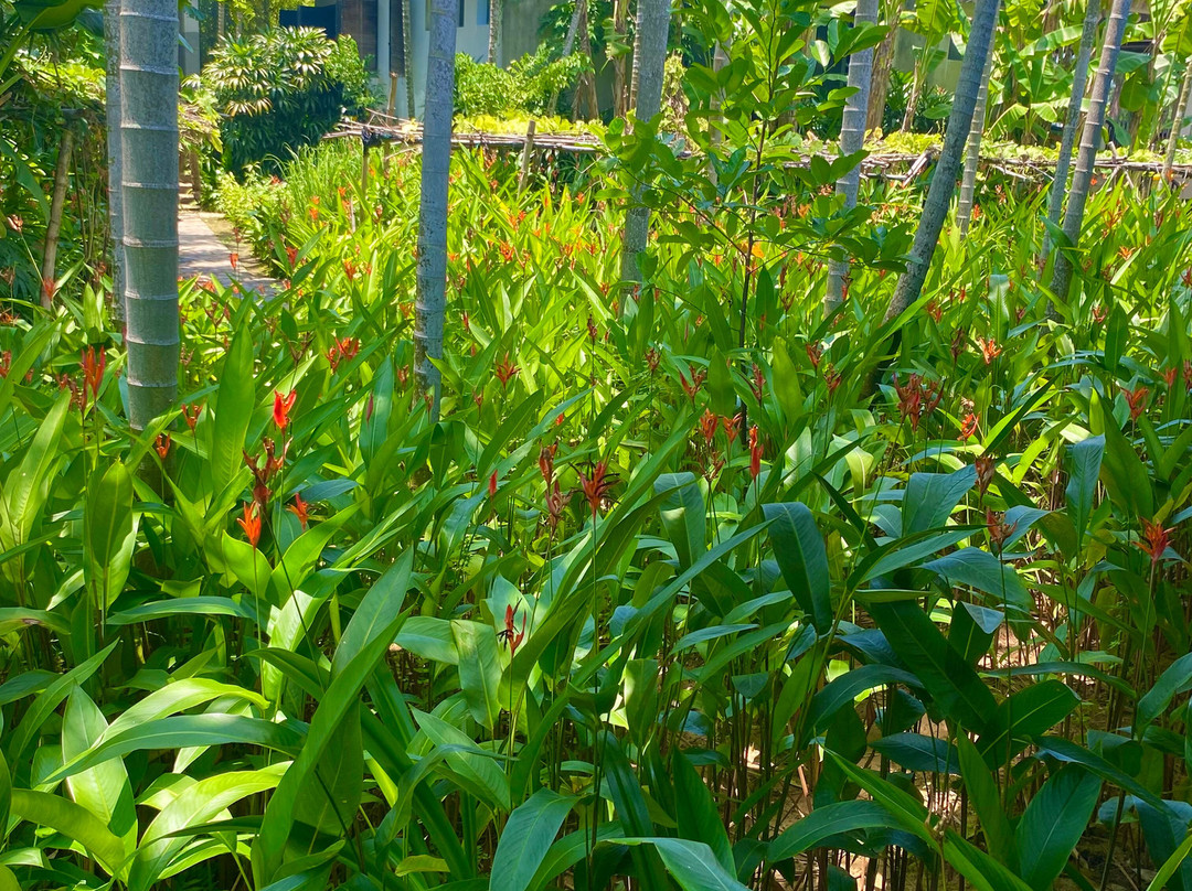 Red Bridge Cooking School & Restaurant - Hoi An Riverside-Cam Thanh必去景点