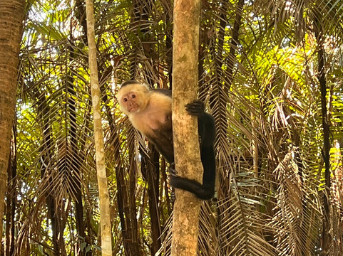 Aracari Experience-乌维塔必去景点