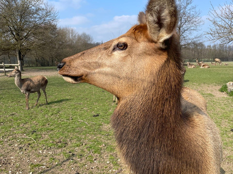 Wild - und Freizeitparkpark Allensbach Bodensee-Allensbach必去景点