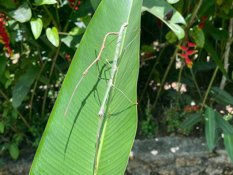 Siquijor Butterfly Sanctuary-锡基霍尔岛必去景点