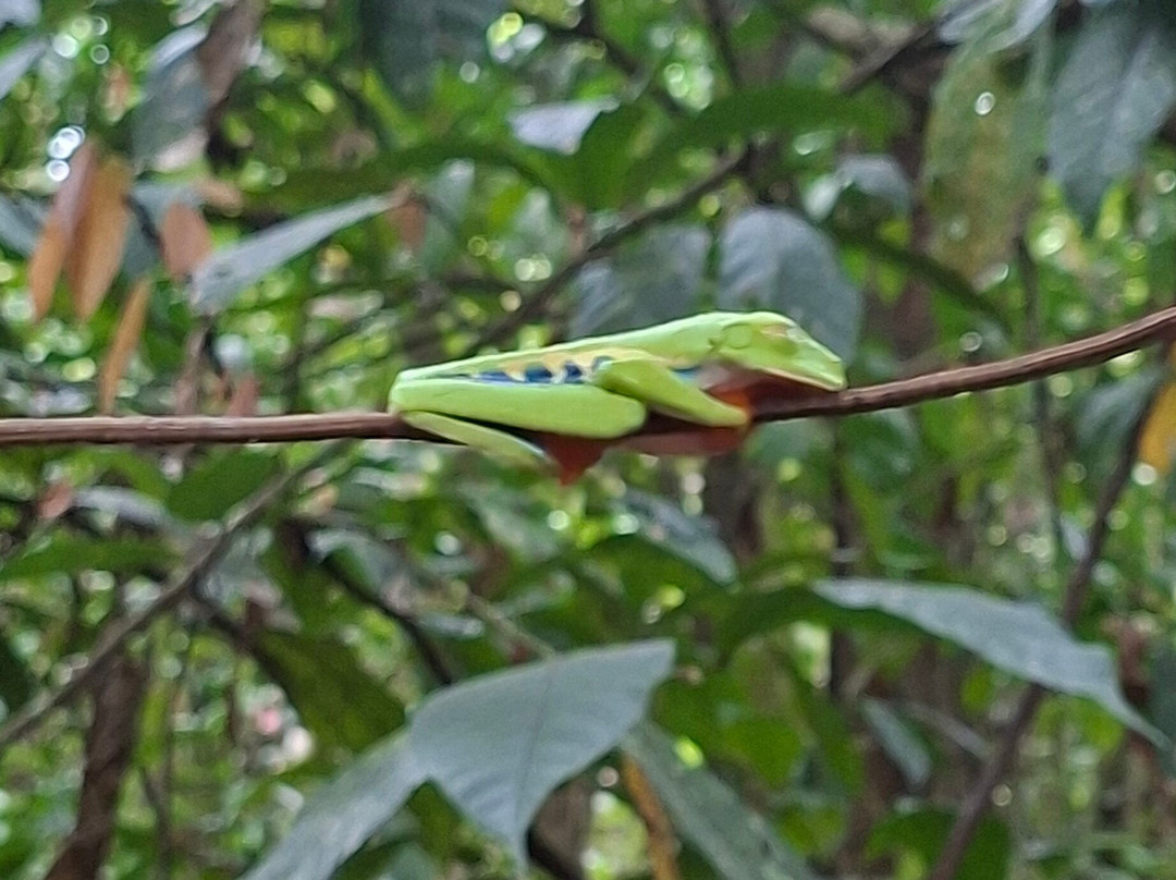 Pierella Ecological Garden-Horquetas必去景点
