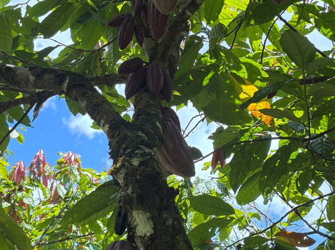 Tree Chocolate Tour-Upala必去景点