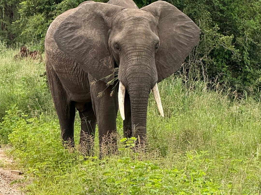 African Traits-阿鲁沙必去景点