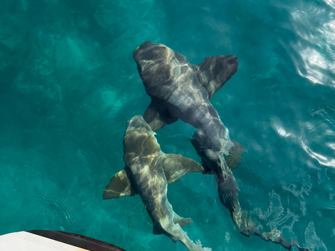 El Gitano del Mar-埃尔波韦尼尔必去景点