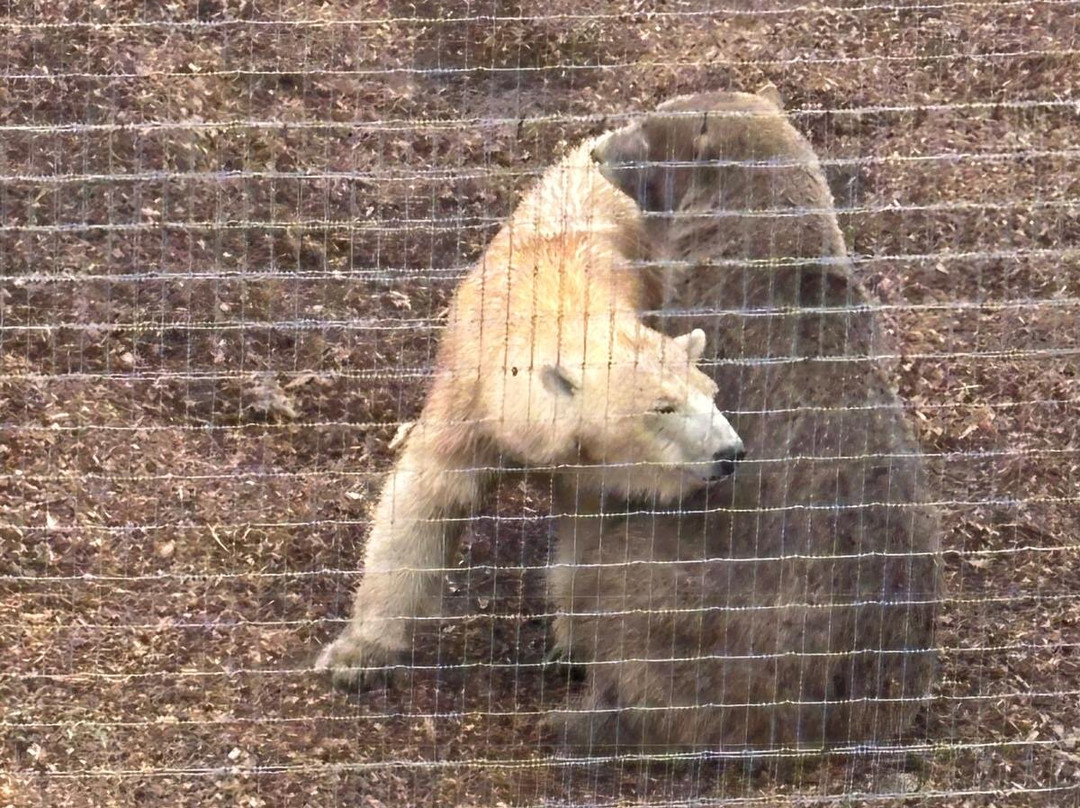 Jimmy's Farm & Wildlife Park-伊普斯威奇必去景点