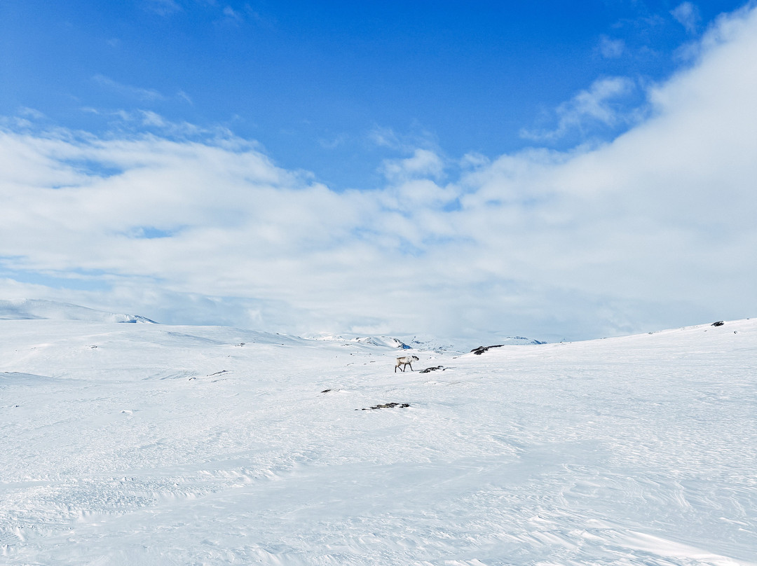 Outback Abisko-阿比斯库必去景点