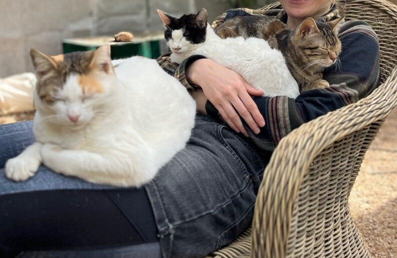 Kallithea Cats-Kallithea必去景点