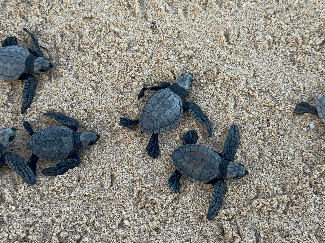 Sri Lankan Personal Drivers-科伦坡必去景点