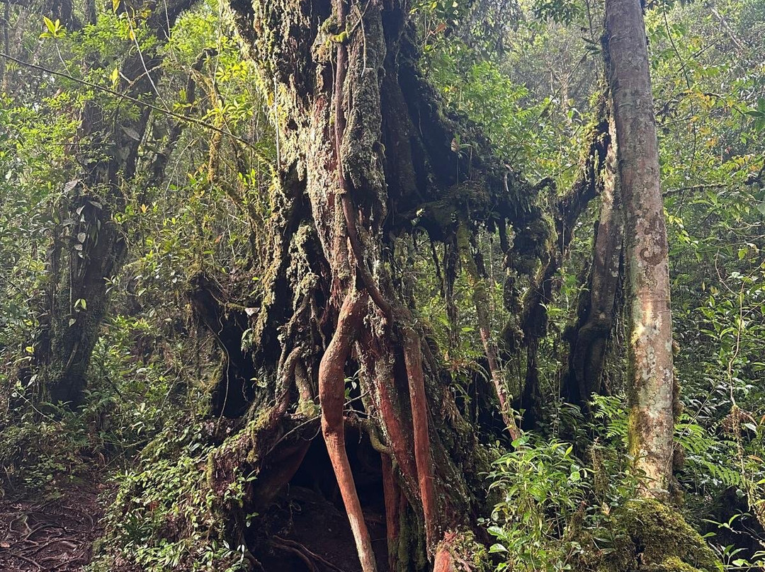 Ferns, Fronds, Friends & Family-丹那拉塔必去景点