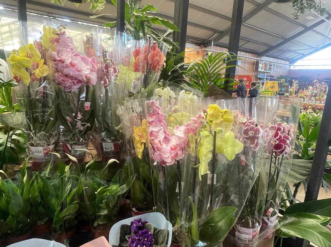 Hollybush Garden Centre-Shareshill必去景点