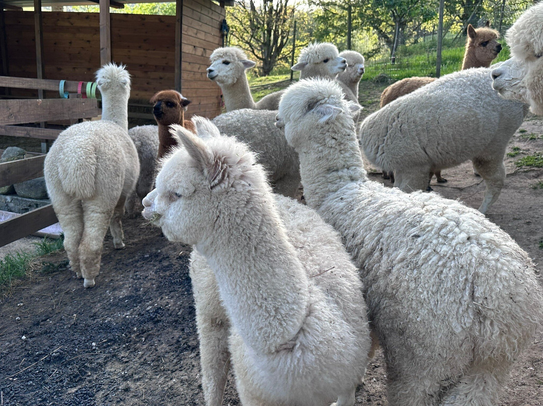 Alpacas de la Tierruca-Llanos必去景点