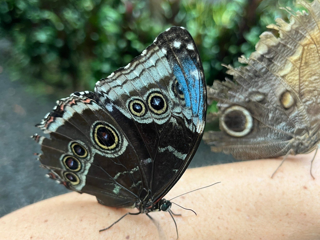Mariposario Alas del Destino-圣卡洛斯必去景点