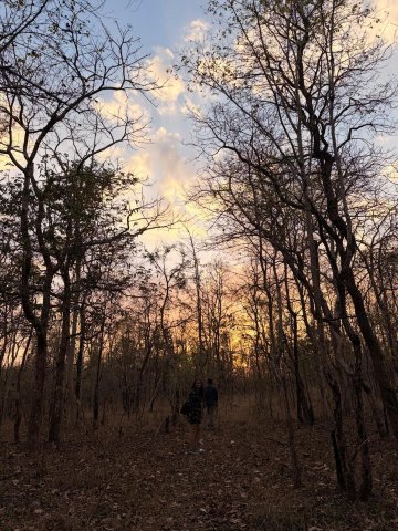 潘趣丛林营地酒店-旅行者