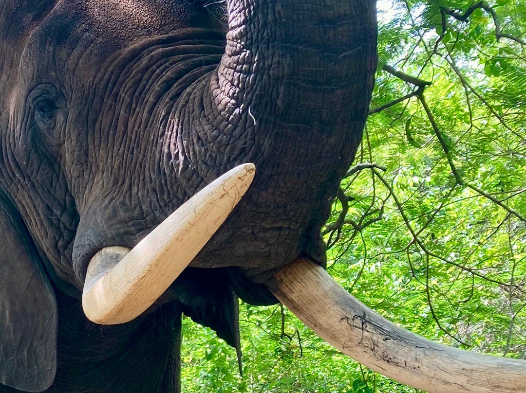 Elephant Whispers-雾观必去景点