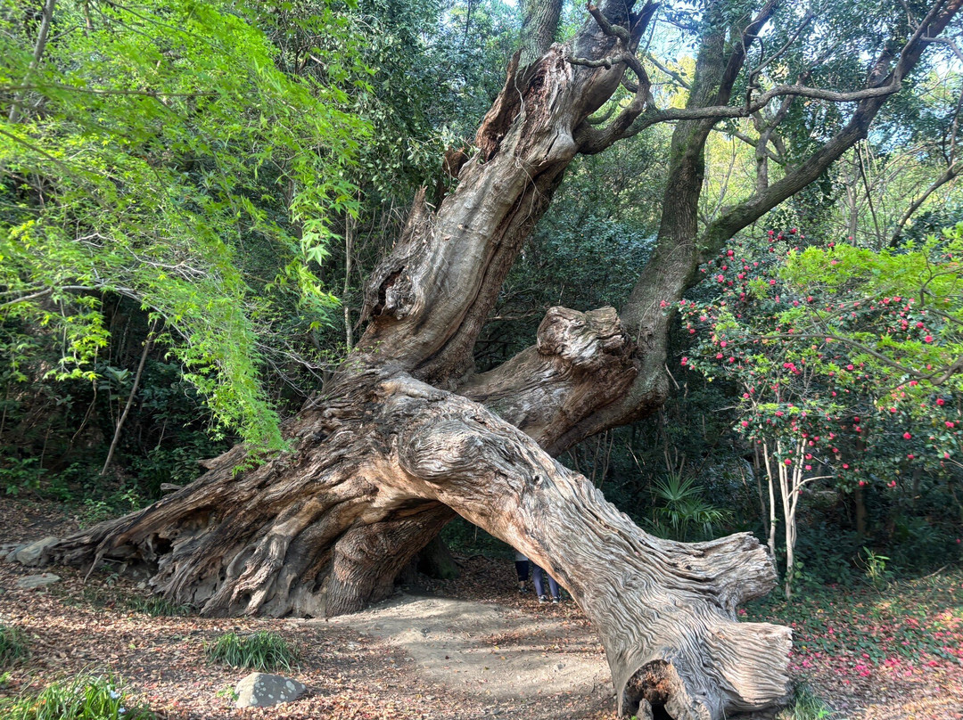 Tokushima Chuo Park-德岛市必去景点