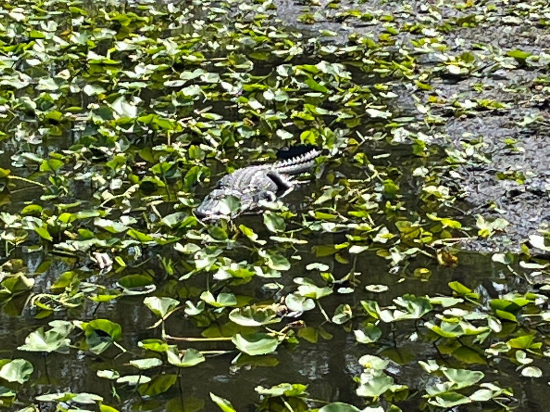 Six Mile Cypress Slough Preserve-迈尔斯堡必去景点