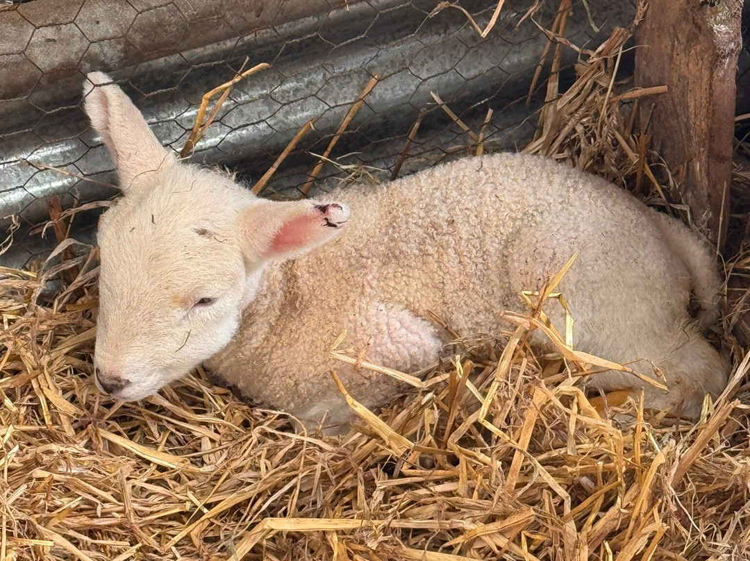 Kilmacolm Farm Tours-Cairncurran必去景点