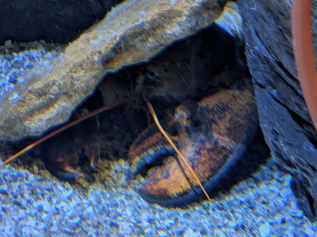 Kansas City Zoo & Aquarium-堪萨斯城必去景点