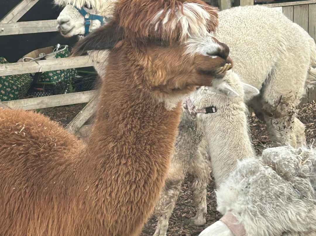 Nanny Sharon's Alpaca Farm C.I.C-Prenton必去景点