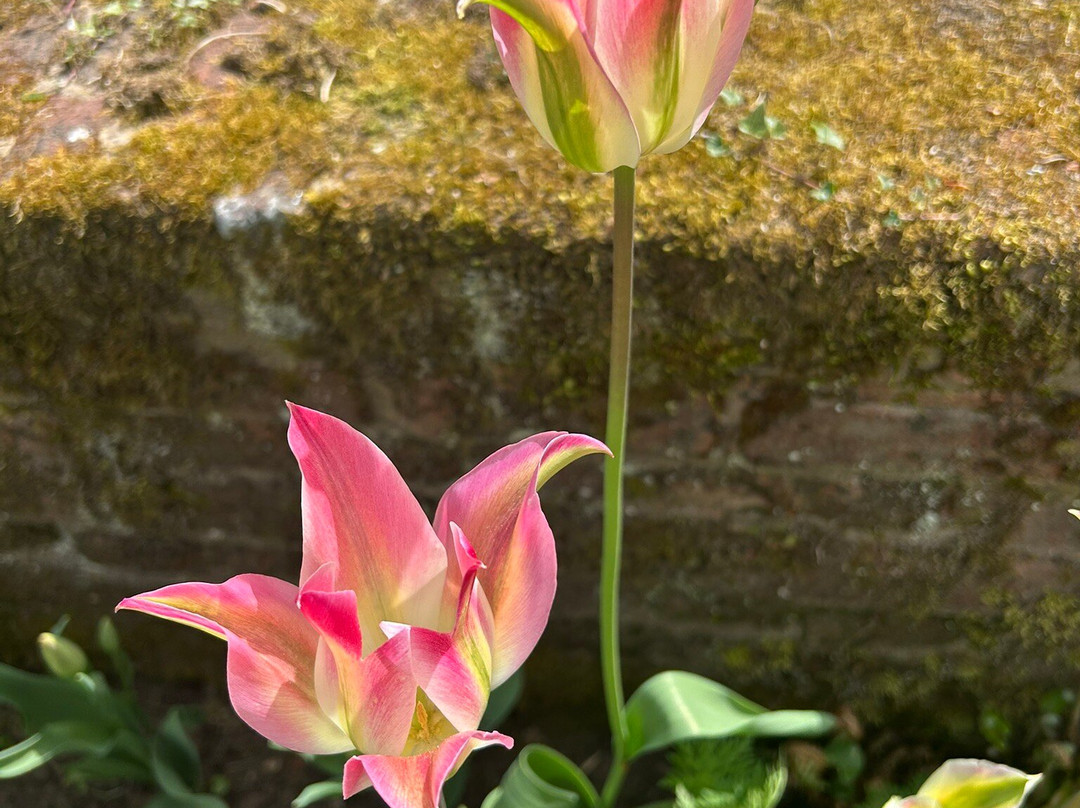 Great Comp Garden-Platt必去景点
