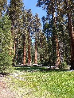 Sequoia National Park-维塞利亚必去景点