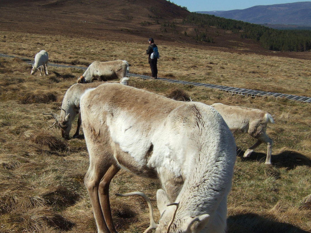 Cairngorm Reindeer Herd-Glenmore必去景点