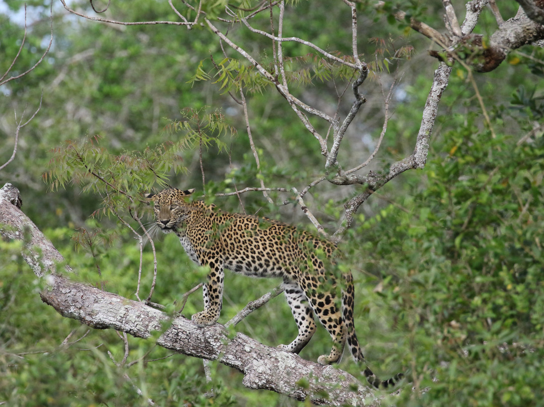 Wilpattu Safari Jeep-Wilpattu National Park必去景点