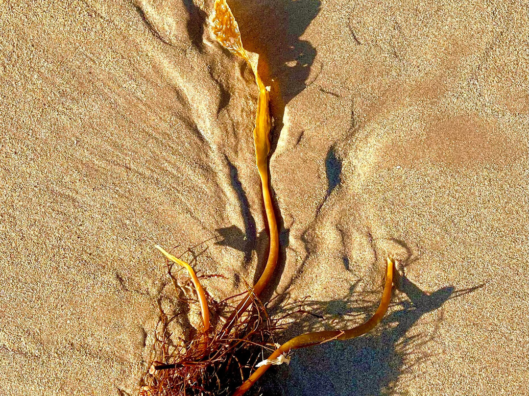 Fraserburgh Beach-Fraserburgh必去景点