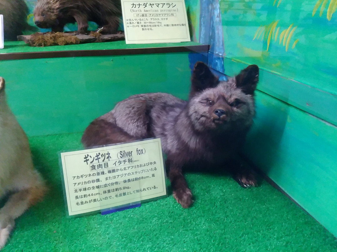 Tsuyama Nature & Mystery Museum-津山市必去景点