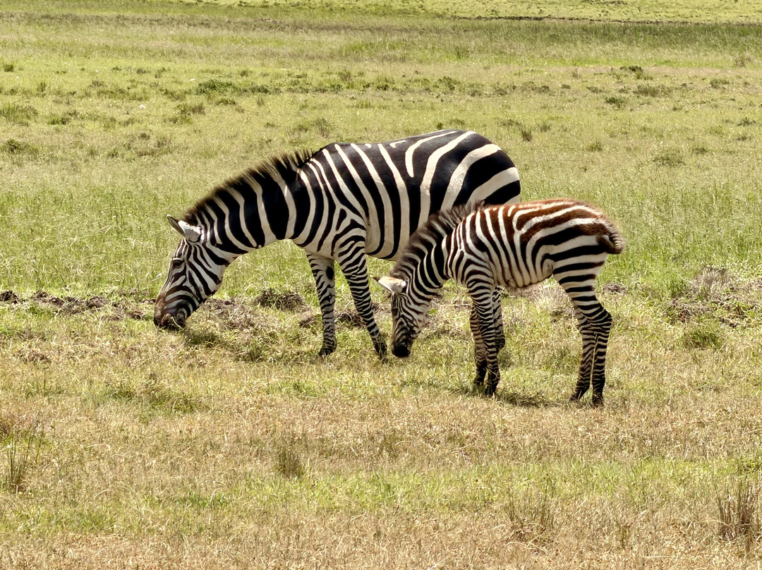 Seremara Safaris-Karen必去景点