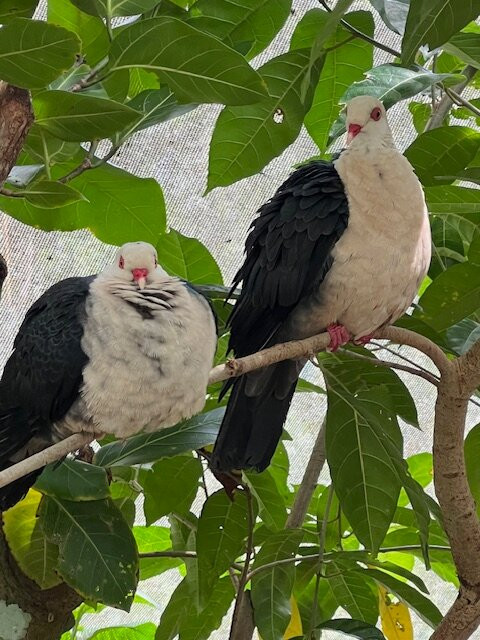 Birdworld Kuranda-库兰达必去景点