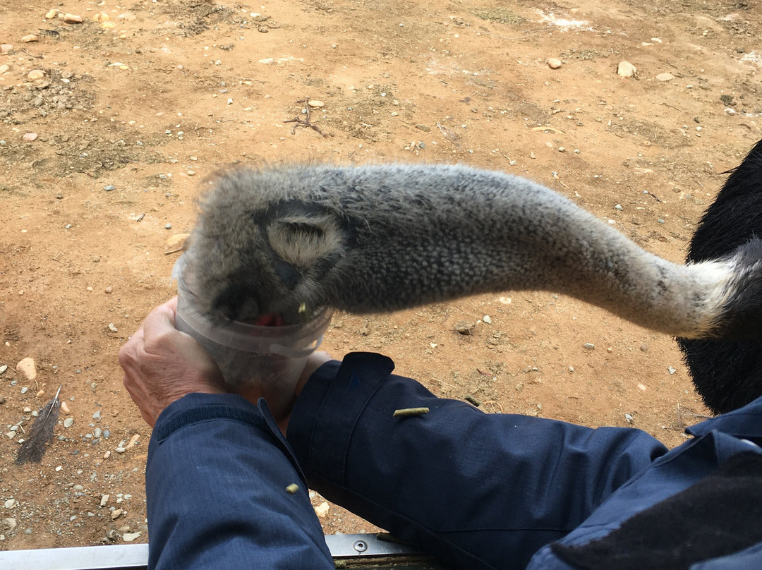 Safari Ostrich Farm-奥兹洪必去景点