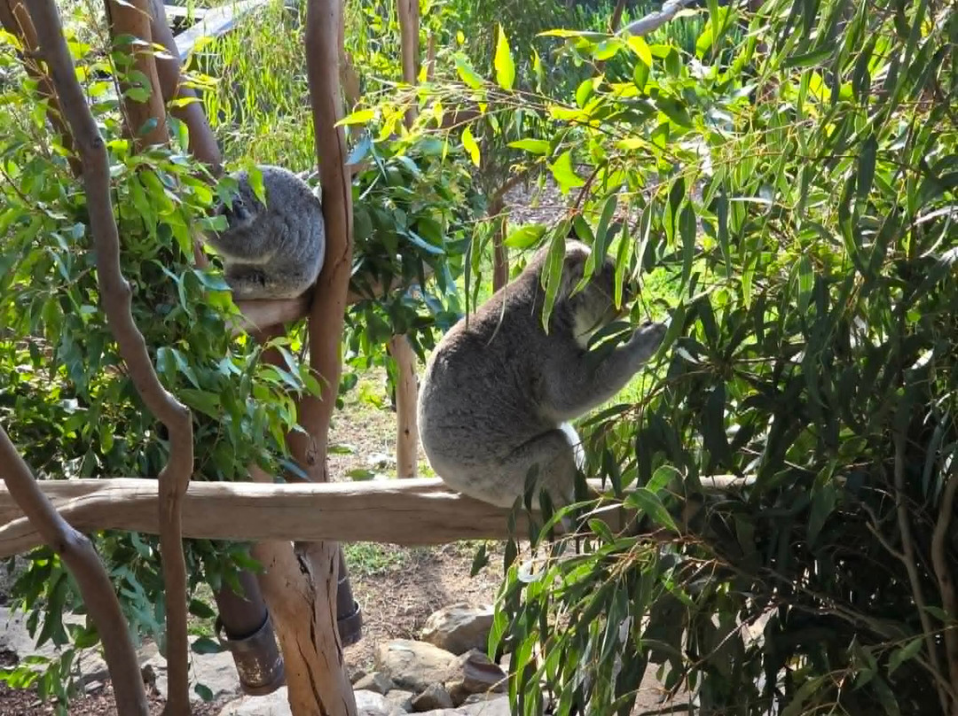 Sydney Zoo-布莱克敦必去景点
