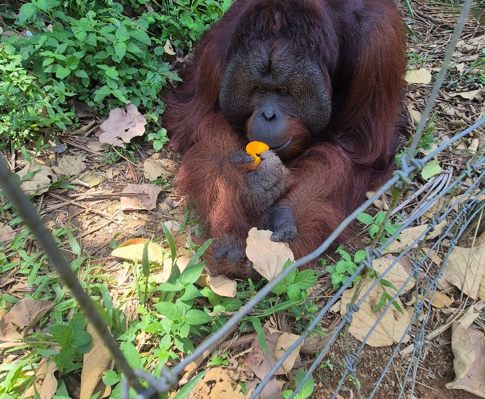 Orang Utan Island-新芒魏必去景点