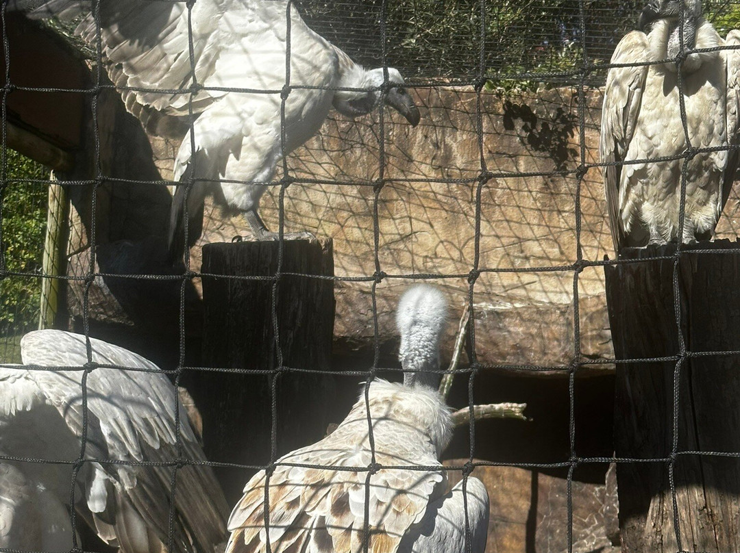 Falcon Ridge Bird of Prey Centre-温特顿必去景点