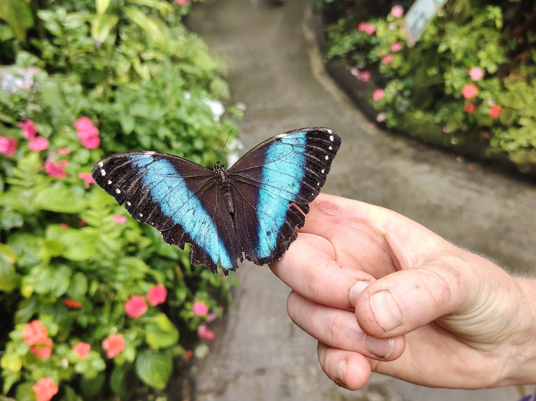 Magic of Life Butterfly House-Cwmbrwyno必去景点