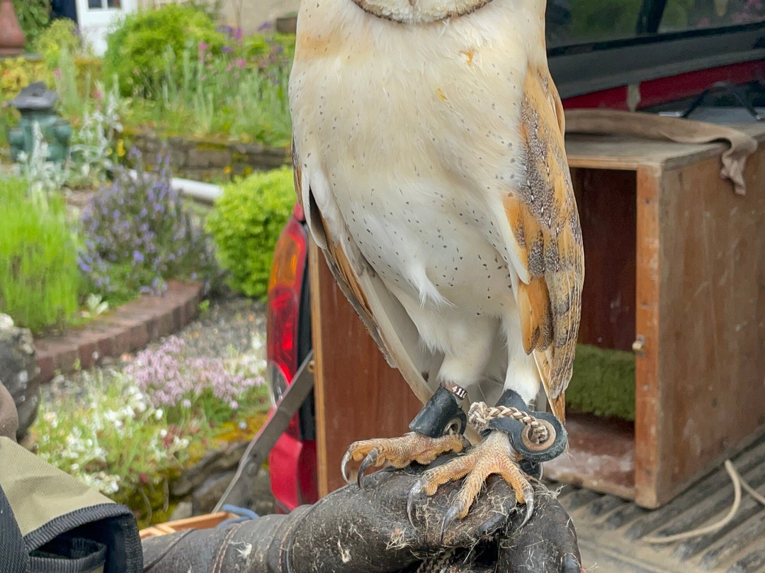 Mayfield Birds of Prey-Kilmacthomas必去景点