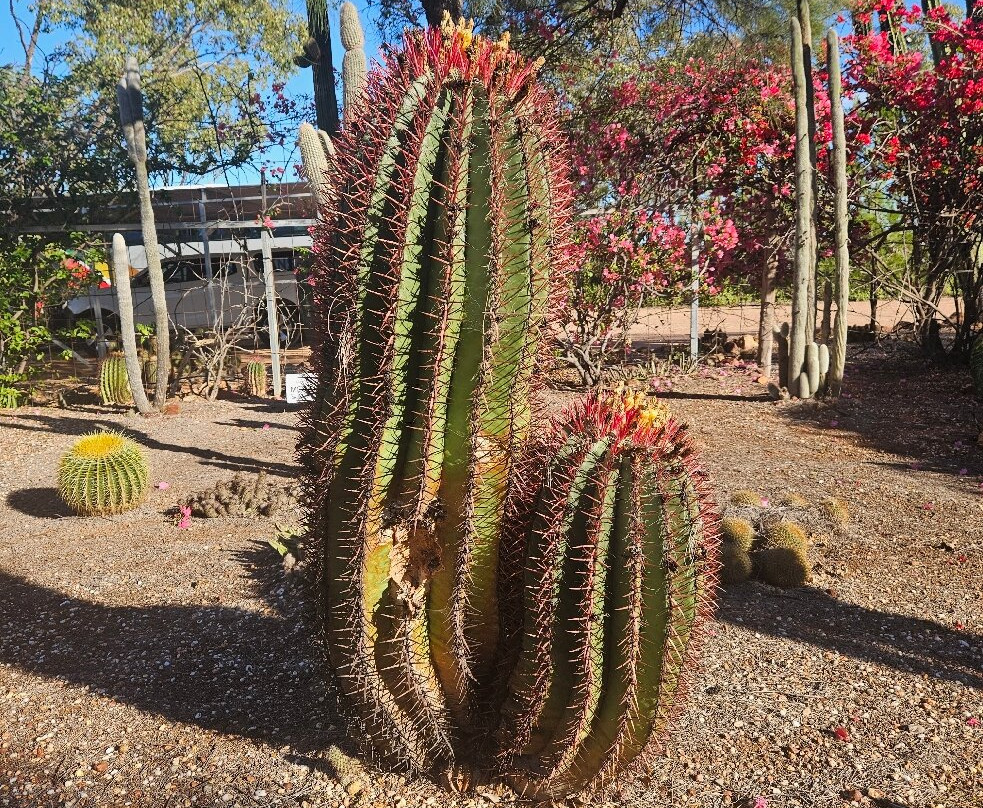Bevans Black Opal & Cactus Nursery-Lightning Ridge必去景点