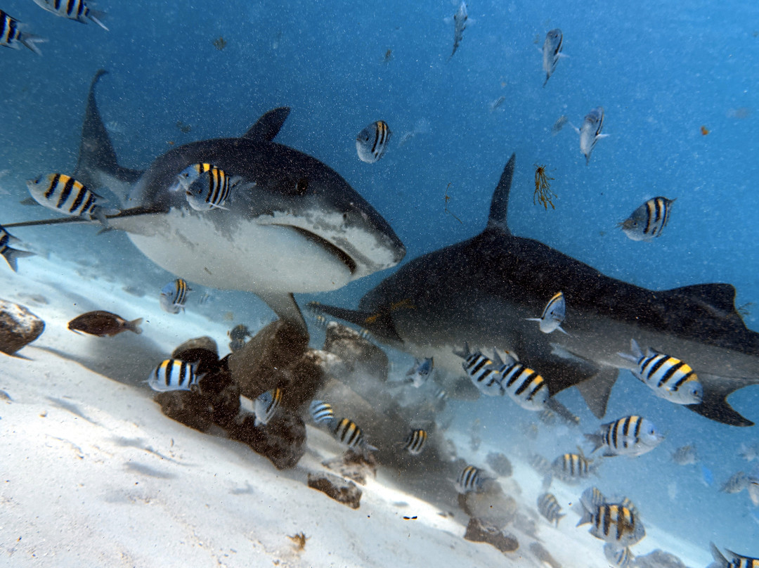 Pelagic Divers Fuvahmulah-Fuvahmulah必去景点