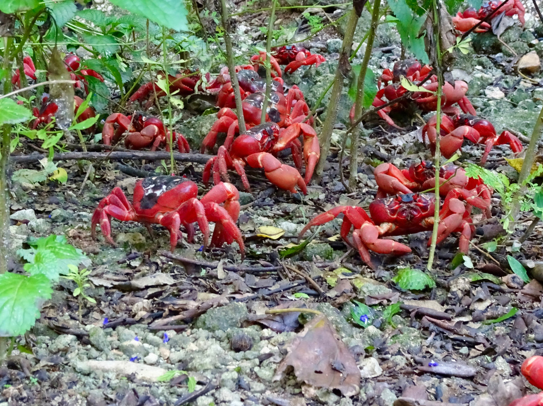 Christmas Island Visitor Centre-圣诞岛必去景点