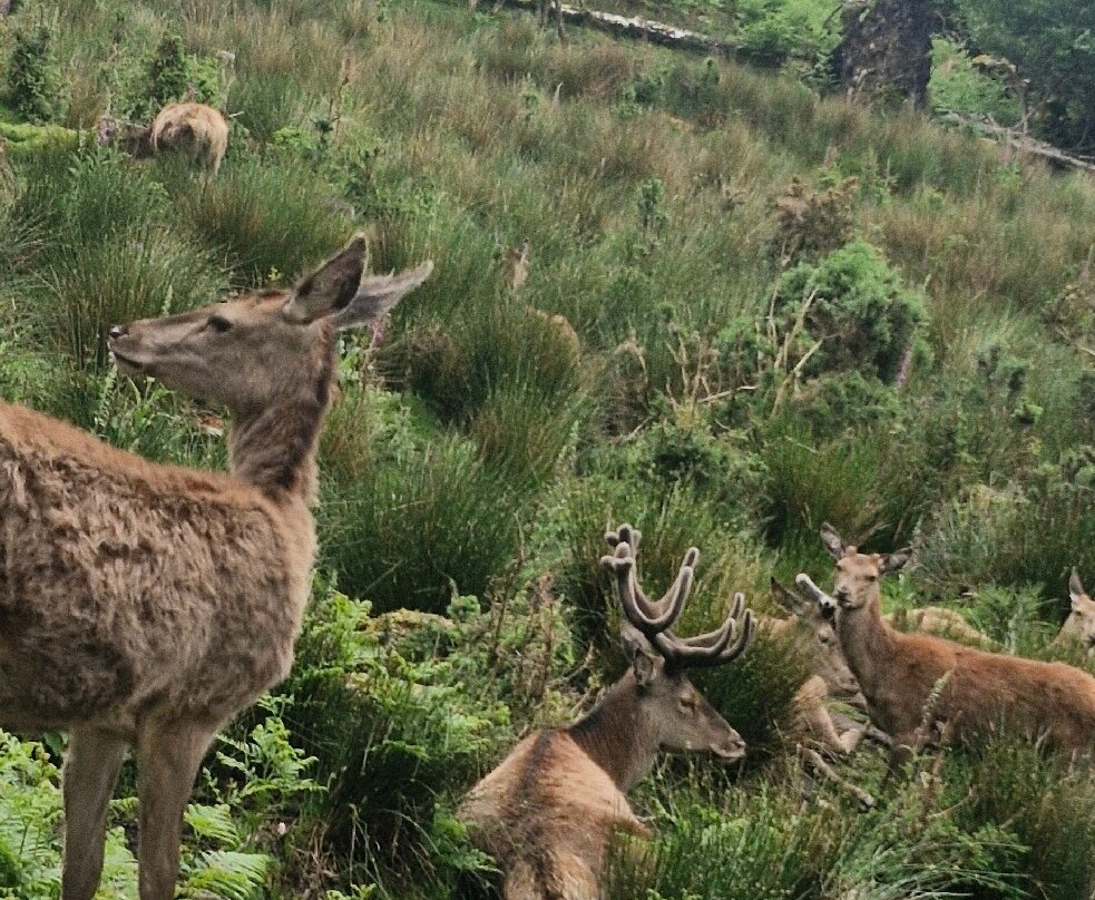 Bainloch Deer Park-Dalbeattie必去景点