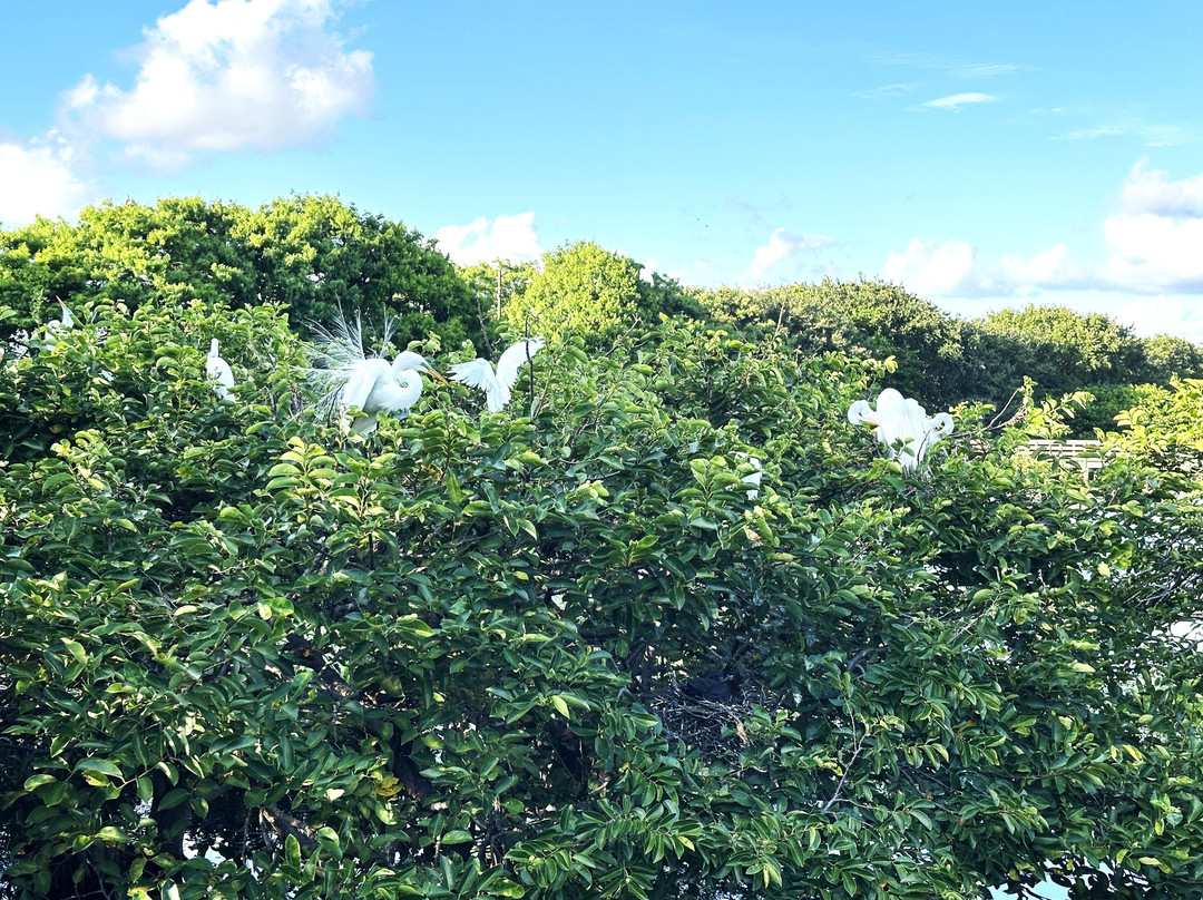 Wakodahatchee Wetlands-德拉海滩必去景点