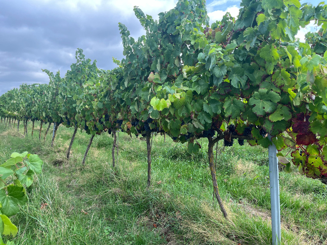Domaine Le Montaltais