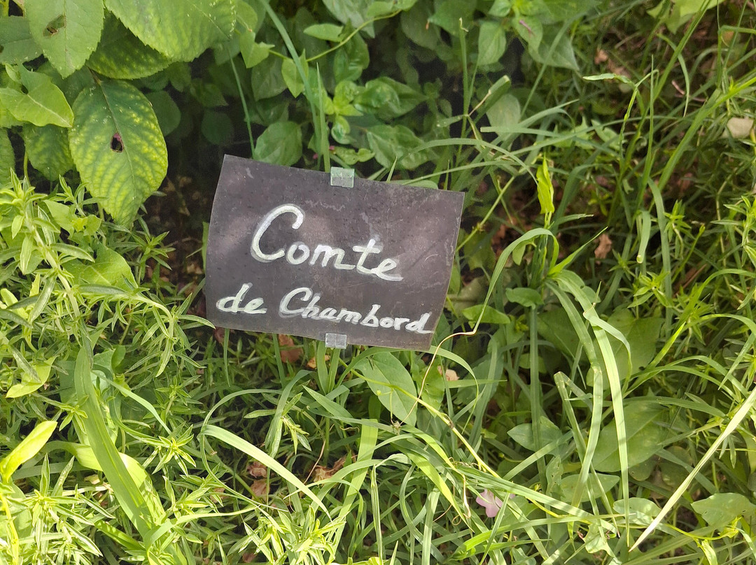 Jardin de l'Abbaye de Valsaintes-西米昂拉-罗通德必去景点