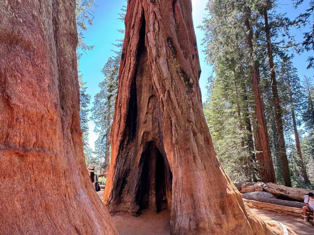 Sequoia National Park-维塞利亚必去景点