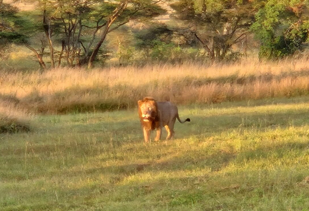 Carnivores Safaris Limited-阿鲁沙必去景点