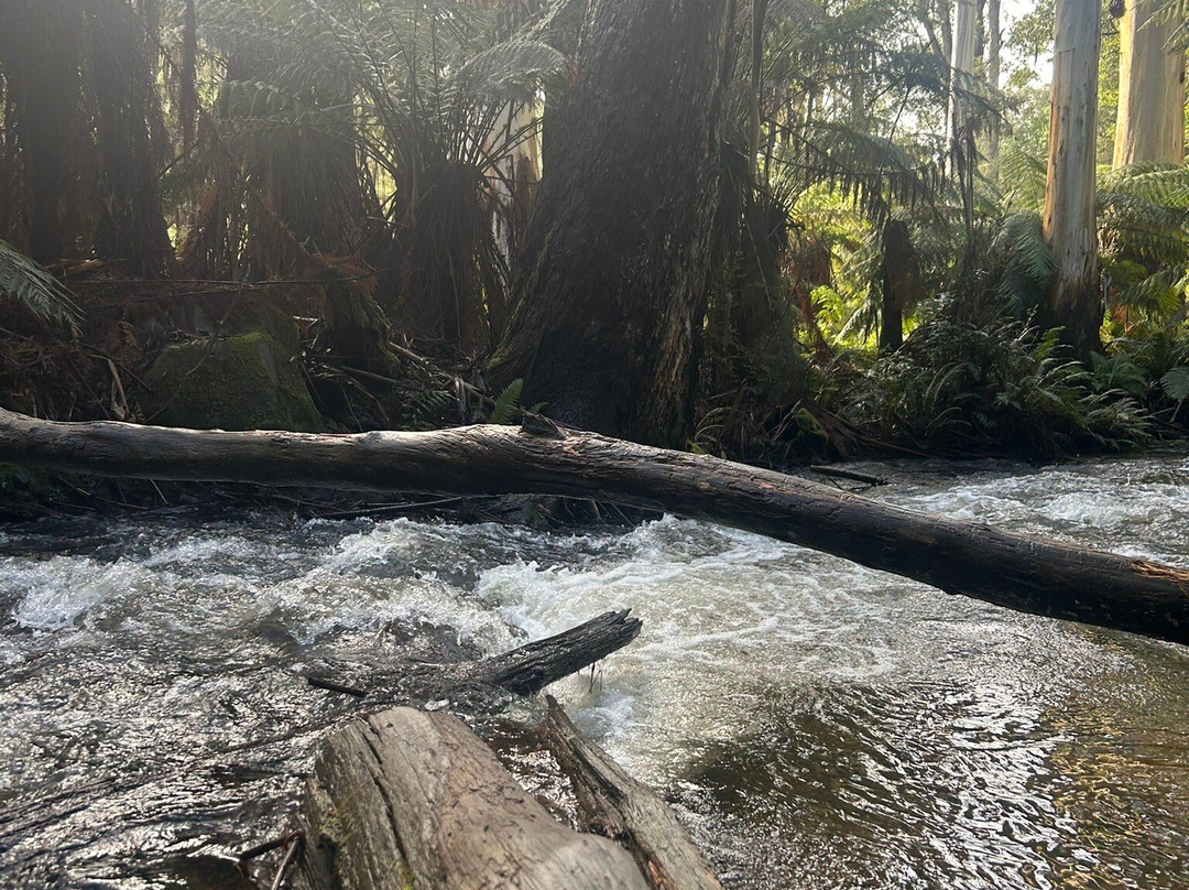 Redwood Forest-华伯登必去景点