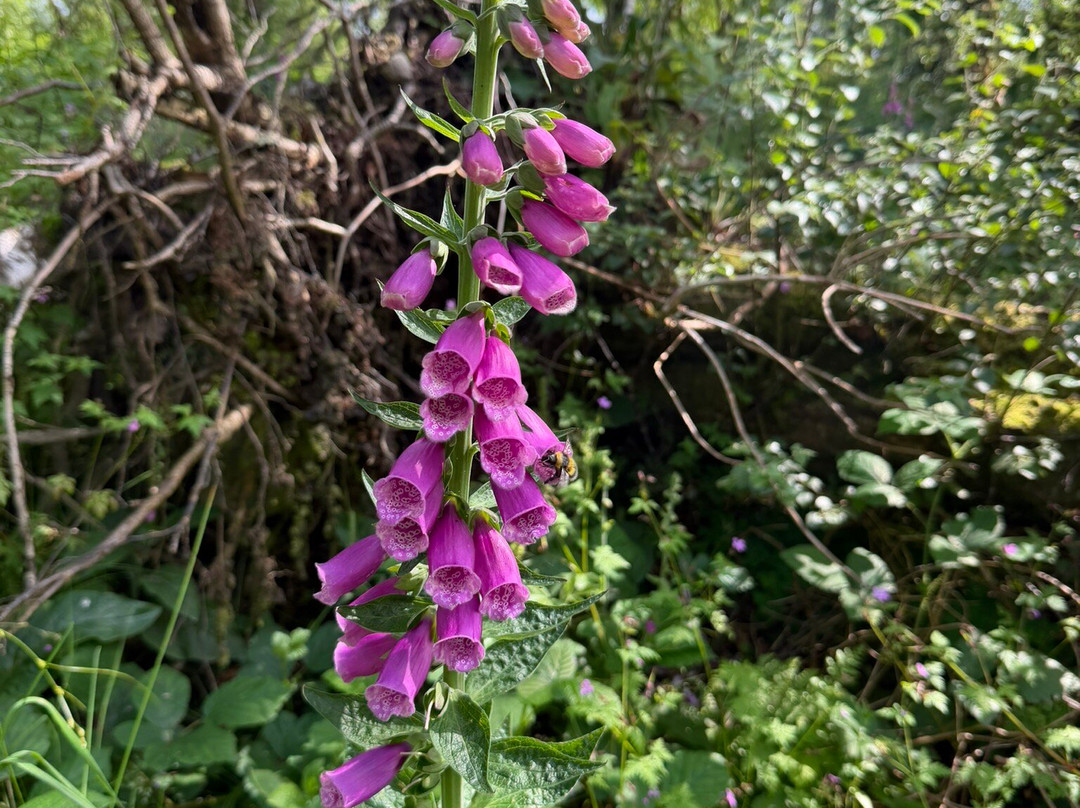 Benbulben Forest Walk-Drumcliff必去景点